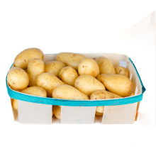 New crop mesh bag  pack Yellow flesh potato wholesale fresh potato